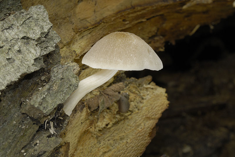Pluteus plautus